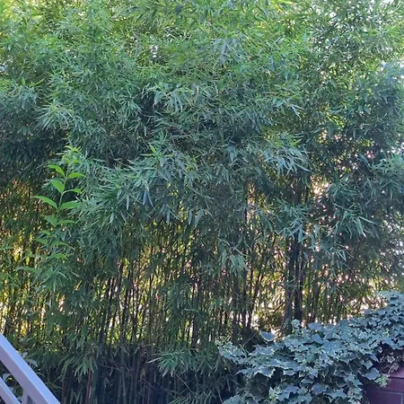 Behagliche In Mit Terrasse Und Grill דירה *